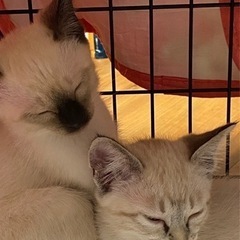 保護猫の里親さん募集中です。