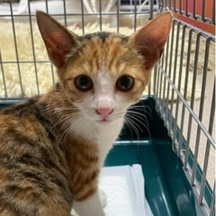 甘えん坊ミケの子猫ちゃん　３ヶ月
