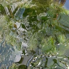 水草マツモ