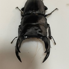 極太オオクワガタ8ペアーNo4 お祭りやイベント