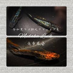 令和黒ラメ幹之サファイア系と竜章鳳姿めだか各種10匹ずつ