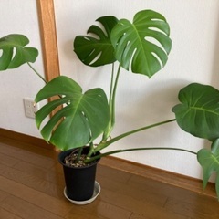 観葉植物 モンステラ (鉢植え•お皿と共に)