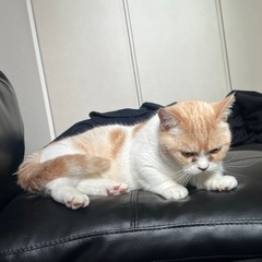 短足マンチカン - 猫