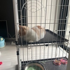 短足マンチカンの画像