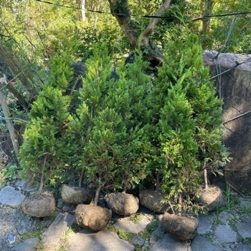 ゴールドライダー7本セット『樹高150㌢程。』