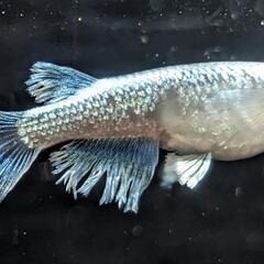 蒼穹【メダカ】成魚【産卵中】【青体外光・ヒレ光・一周光】