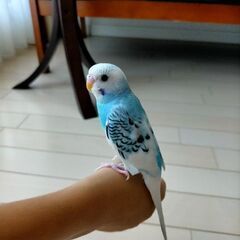 セキセイインコ 中雛