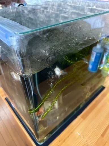 曲げガラス水槽セット