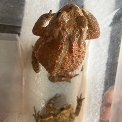 かわいいミヤコヒキガエル(2匹)🐸の画像