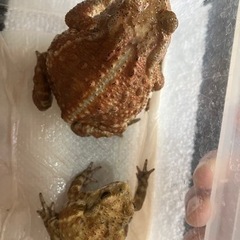 かわいいミヤコヒキガエル(2匹)🐸の画像