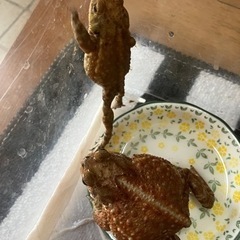 かわいいミヤコヒキガエル(2匹)🐸の画像