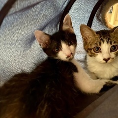 子猫 オスとメス