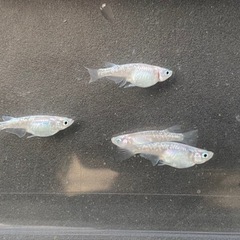 ダイヤモンドダストメダカ