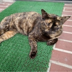 サビ柄猫ちゃん 避妊済みの女の子