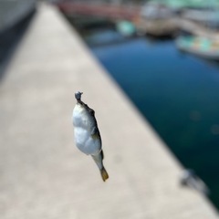 一緒に釣り行ったりできる人！ - 広島市