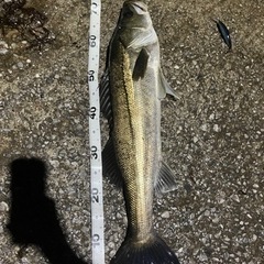 一緒に釣り行ったりできる人！