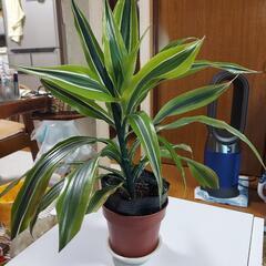 観葉植物、ドラセナレモンライム