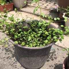 🪴ワイヤープランツ差し上げますの画像