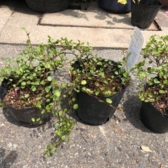 🪴ワイヤープランツ差し上げます