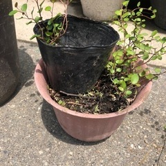 🪴ワイヤープランツ差し上げますの画像