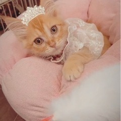 🌸🐈長毛茶トラの仔猫🐈🌸