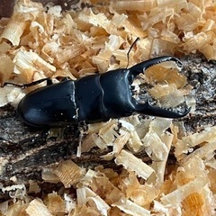 国産ヒラタ　ヒラタクワガタ　超大型
