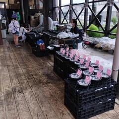 🌸改良メダカ対面販売🐟8月5日°･🐠