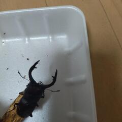 ノコギリクワガタ　大型天然♂♀　大小ありの画像