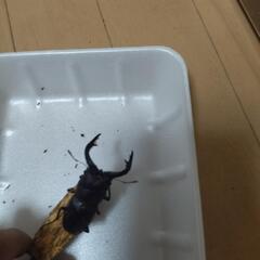 ノコギリクワガタ　大型天然♂♀　大小あり