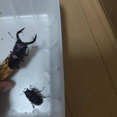 ノコギリクワガタ　大型天然♂♀　大小ありの画像