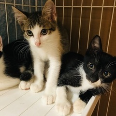 なかよし3兄弟‼️男の子です