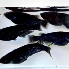【メダカ】ブラックダイヤ　※サイズにより価格変動の画像