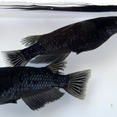 【メダカ】ブラックダイヤ　※サイズにより価格変動の画像