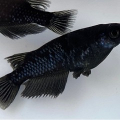 【メダカ】ブラックダイヤ　※サイズにより価格変動の画像
