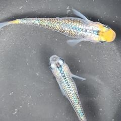 ユリシス  メダカの卵20＋αの画像