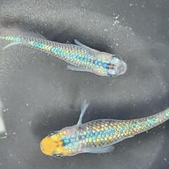 ユリシス  メダカの卵20＋αの画像