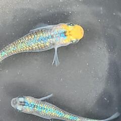 ユリシス  メダカの卵20＋αの画像