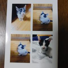 ◆急募◆子猫の里親さまを募集中😺まだお問い合わせがありません❗