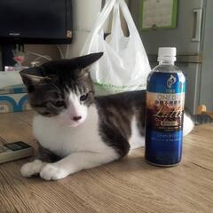 急募★キジトラ 男の子