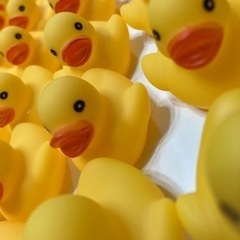 あひる　アヒル　すくい人形　70体の画像