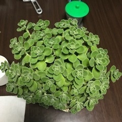 アロマティカス