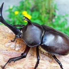 超特売‼️超激安‼️1ペアワンコイン‼️カブトムシ&クワガタムシ‼️の画像