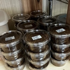 離島ヒラタ3種　幼虫200円〜