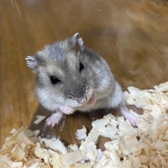 とても可愛いハムスターです