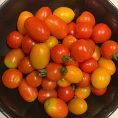 ミニトマト約50個、800グラム