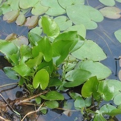 ※🌿絶滅危惧種／アクアリウム水草／マルバオモダカ／水生植物ビオトープ※