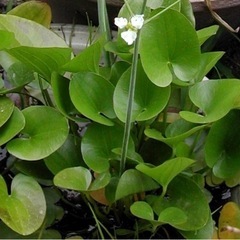 ※🌿絶滅危惧種／アクアリウム水草／マルバオモダカ／水生植物ビオトープ※の画像