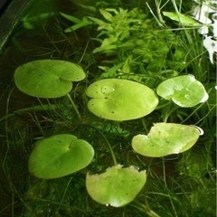 ※🌿絶滅危惧種／アクアリウム水草／マルバオモダカ／水生植物ビオトープ※の画像