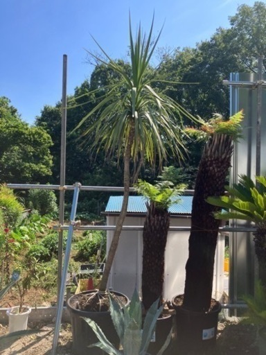 ドラセナ、特大ドラセナ、ココスヤシ、ドライガーデン。