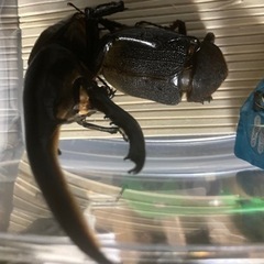 【D.H】ヘラクレスオオカブト　幼虫5匹の画像